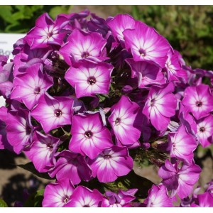 Флокс Phlox Purple Eye Flame Флокс Phlox Purple Eye Flame